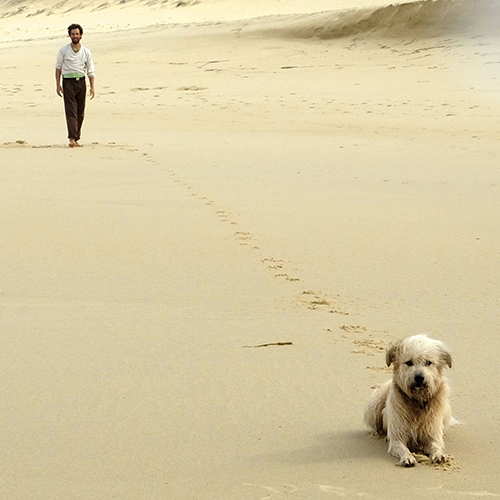 chien sur la plage qui attend son maître qui observe son comportement et va vers lui